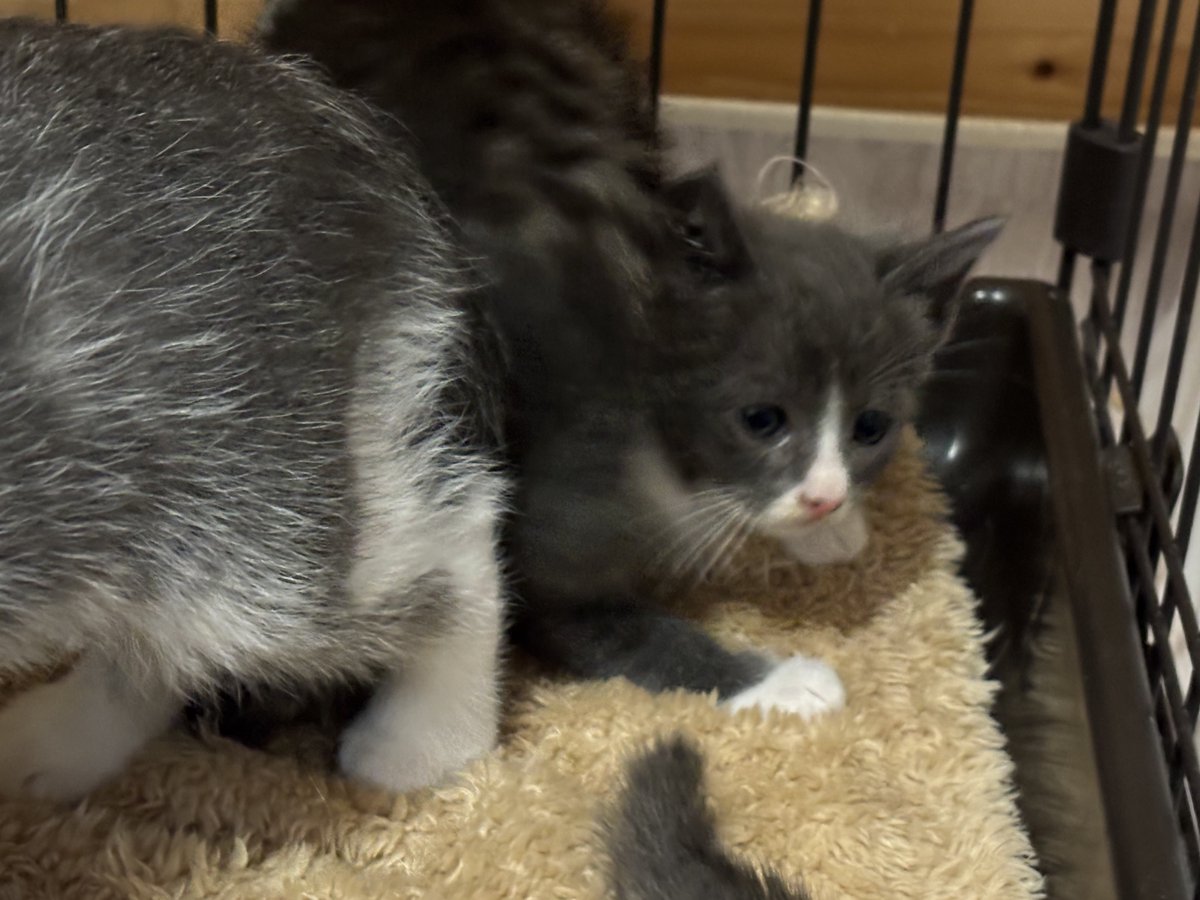 すみパン@5/10(日)譲渡会 tweet media