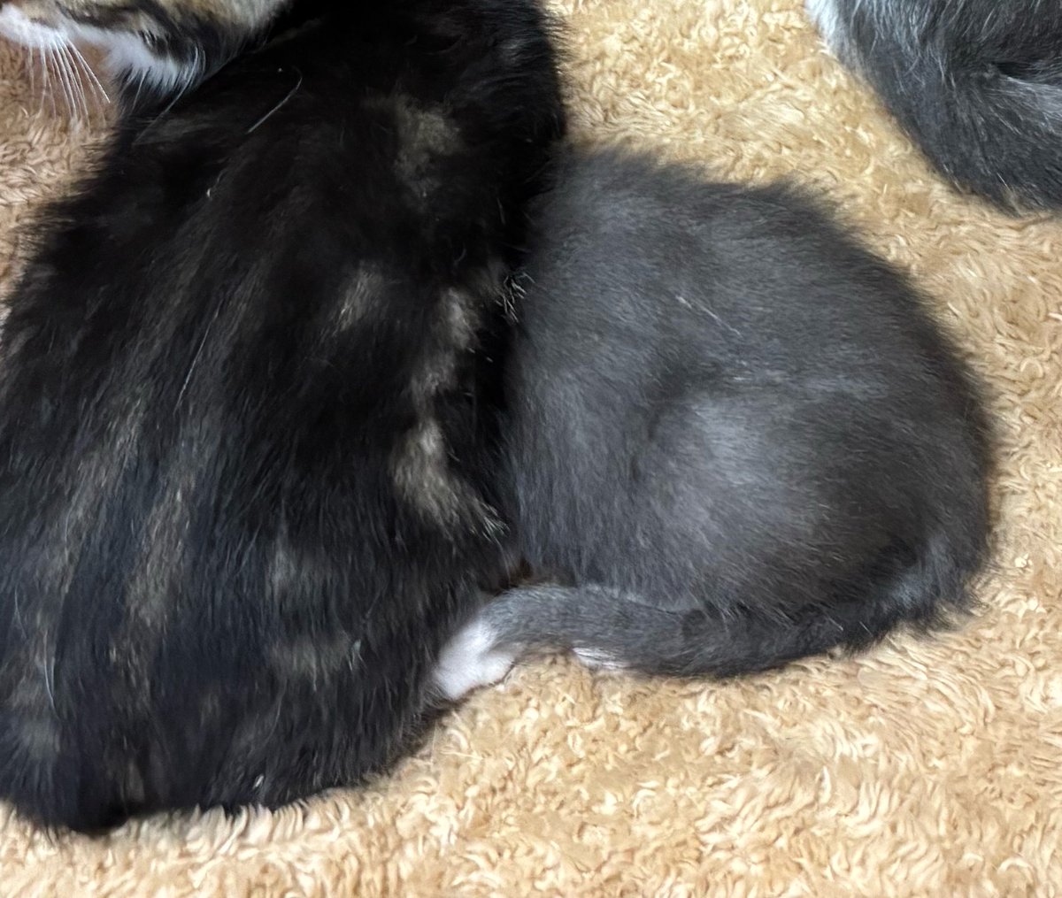 すみパン@5/10(日)譲渡会 tweet media