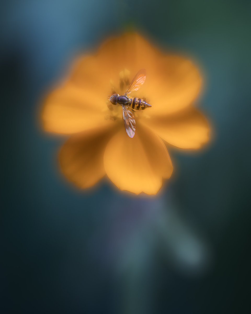 debloois_jason's tweet photo. Who's got the best goggles? The hoverfly. The science is settled.

#lensbaby #Lensbabyvelvet56 https://t.co/Y8AoC5Y2j4