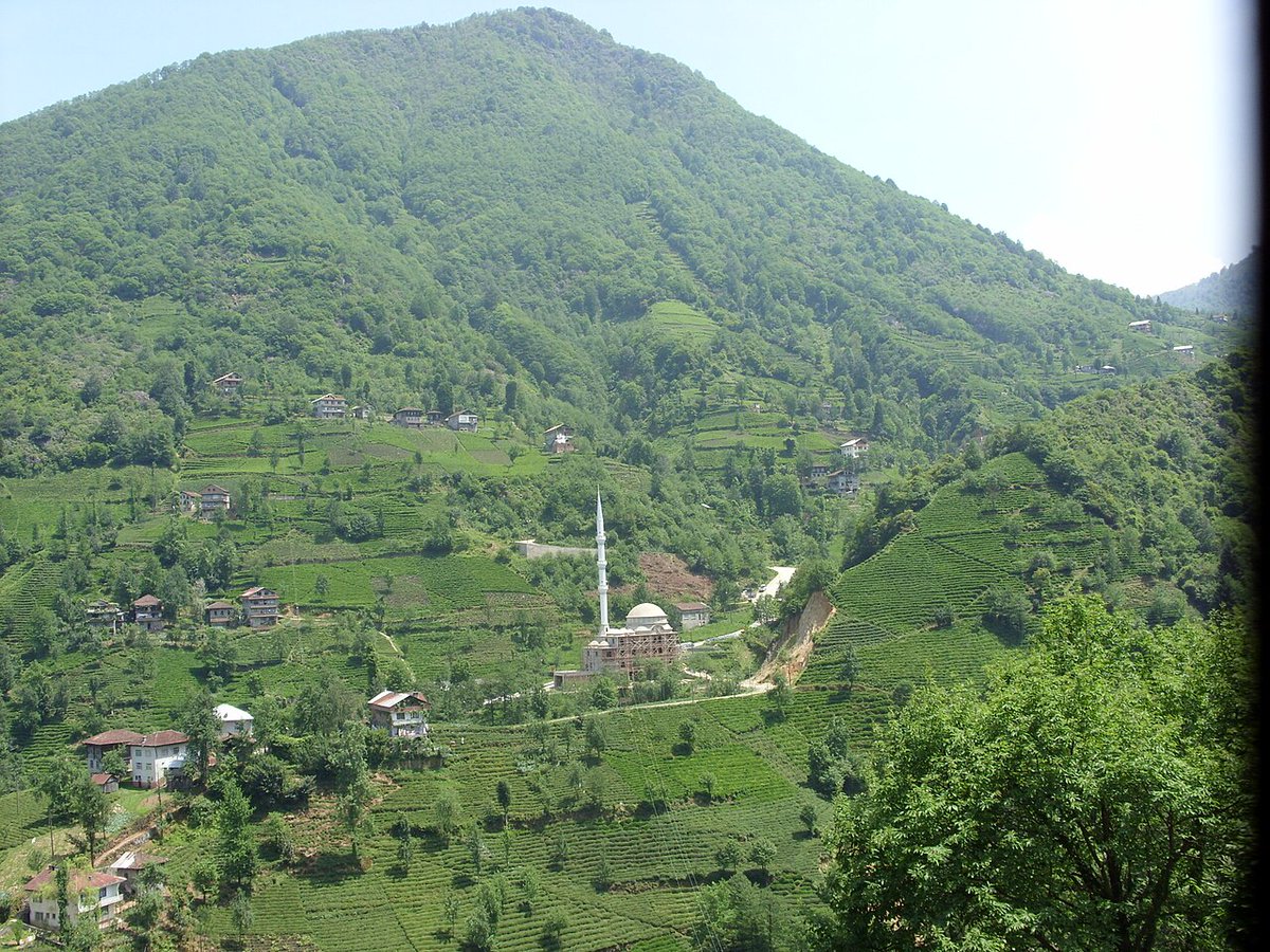 Homer Pavlos tweet media