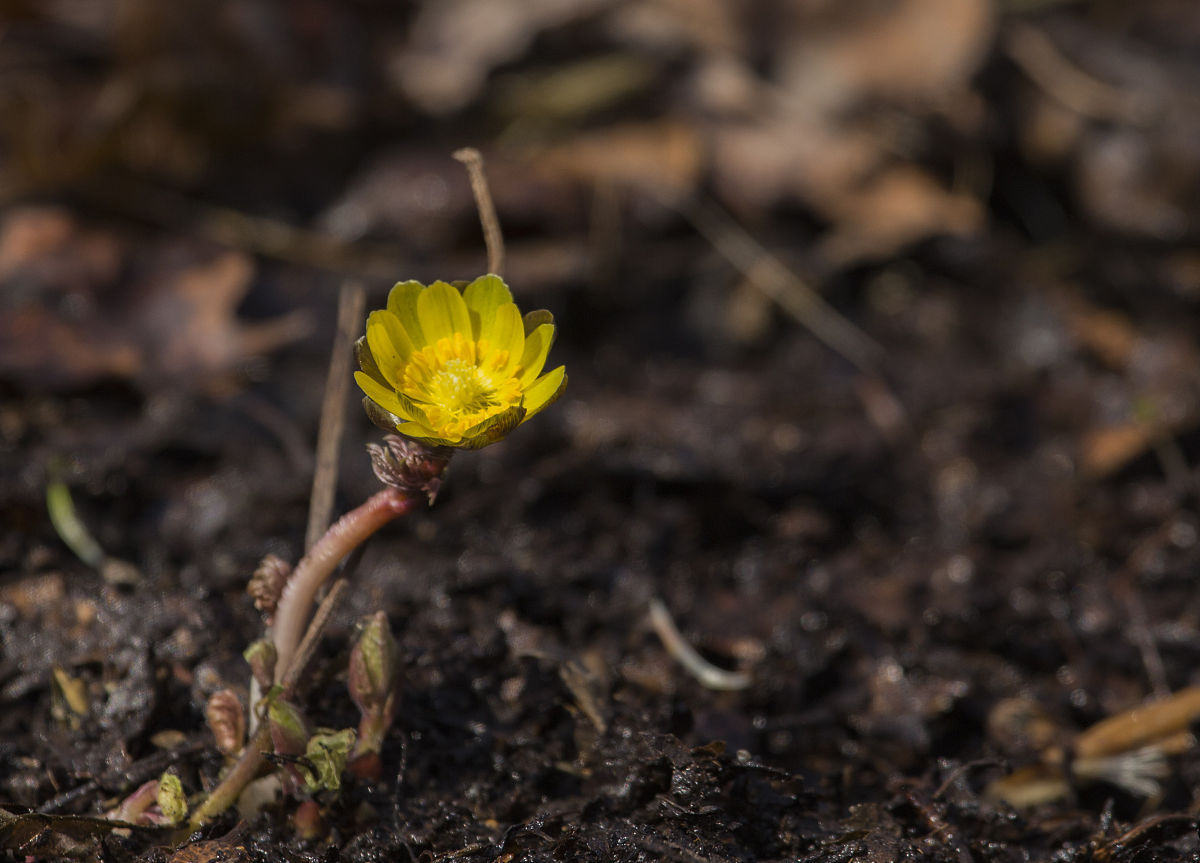 Synapsa Lab tweet media