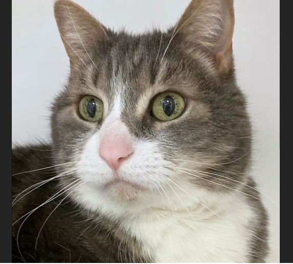 HollywoodDogs's tweet image. At a full shelter in #Philadelphia, #PA, 12-year-old Lola needs a forever home, a foster home, or rescue adoptapet.com/pet/47618074-p… #URGENT #seniorcat #AdoptableCatofDay 🐱
