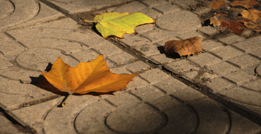 Arafat Md. Erfan tweet media