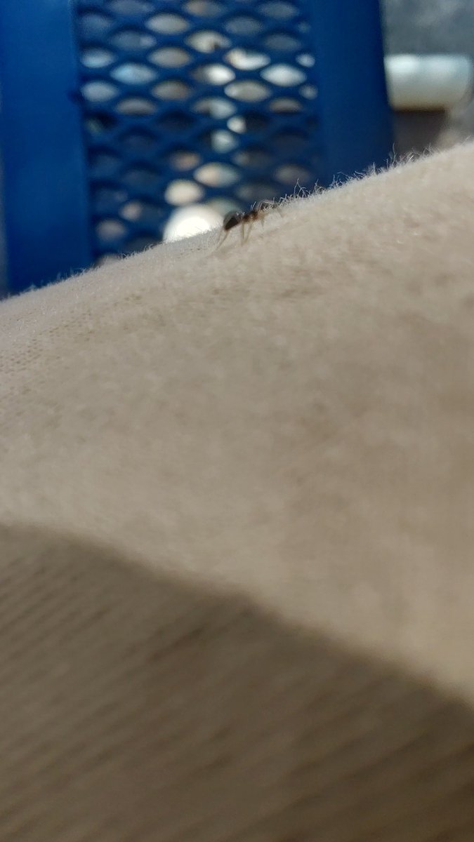 (revived) oguri cap of edtwt tweet media