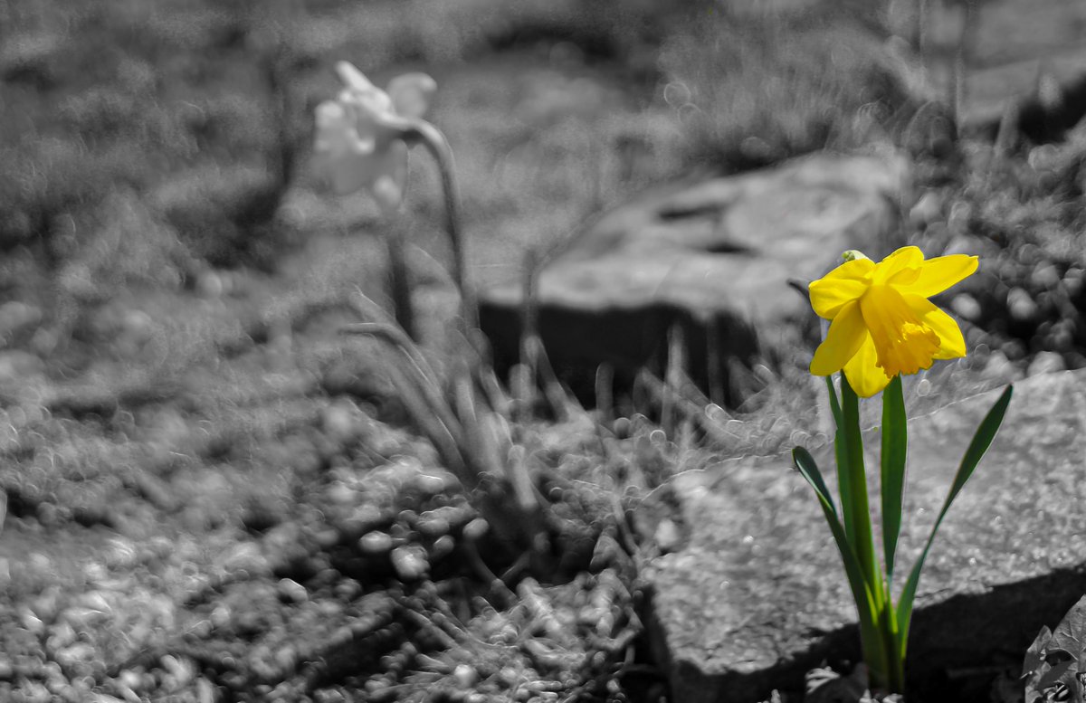 MrQPhoto's tweet image. Check out photos from AMD 8th graders in
@MrQPhoto Digital Art class. 

📸 Which photo do you like best?  📸

#photo #ossining #opride #Foto #camera #canon

@OUFSD_Arts @Mary_FoxAlter @nikkinover
@OssiningSchools @OHSPHOTO @RhodaBaksh
@MrhochAMD @Lin_OHS @CanonUSApro