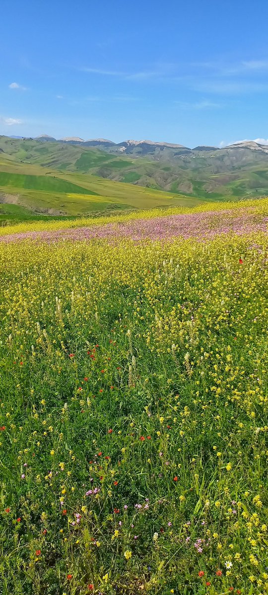 أسامة بطاش tweet media