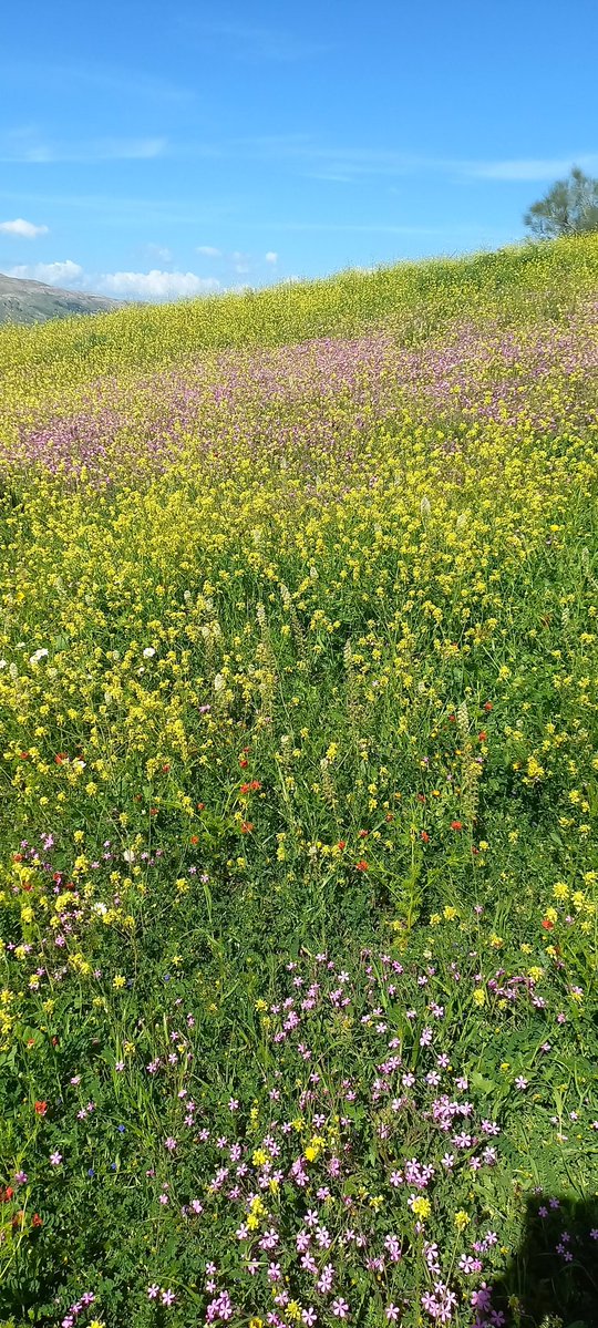 أسامة بطاش tweet media