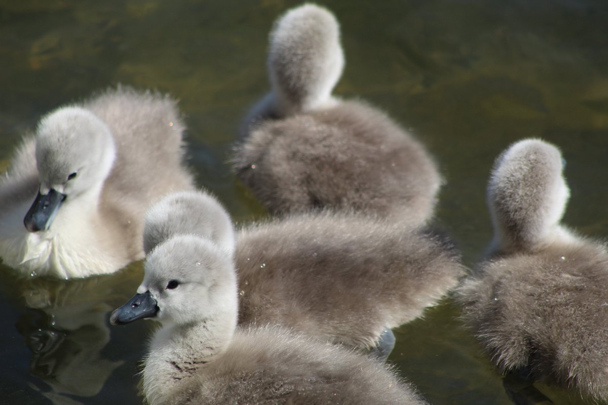 BobPlowman's tweet photo. Wallace and Wendy`s new offspring https://t.co/CepU7mZN0q