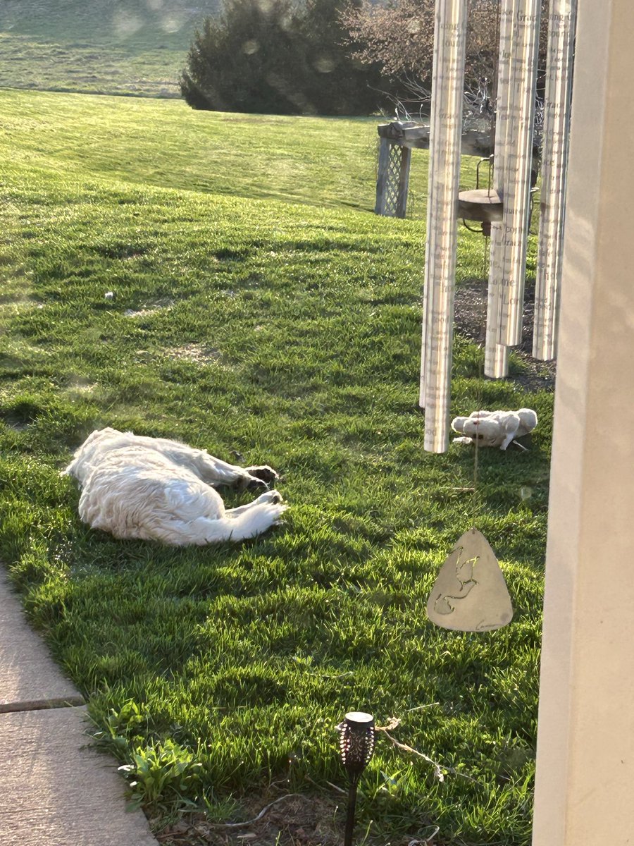 Princess tweet media