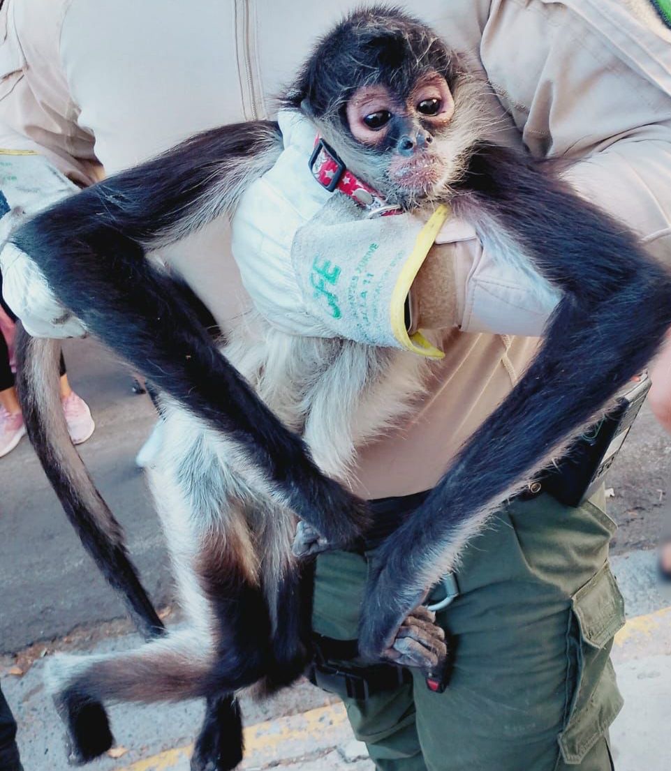Trafico_ZMG's tweet image. 🐒⚡ #Entérate | Un mono araña, especie considerada en peligro de extinción, fue rescatado en la colonia Benito Juárez de Guadalajara luego de sufrir una descarga eléctrica mientras se encontraba entre árboles de la zona.

🚒 Elementos de Guardabosques y Bomberos acudieron al