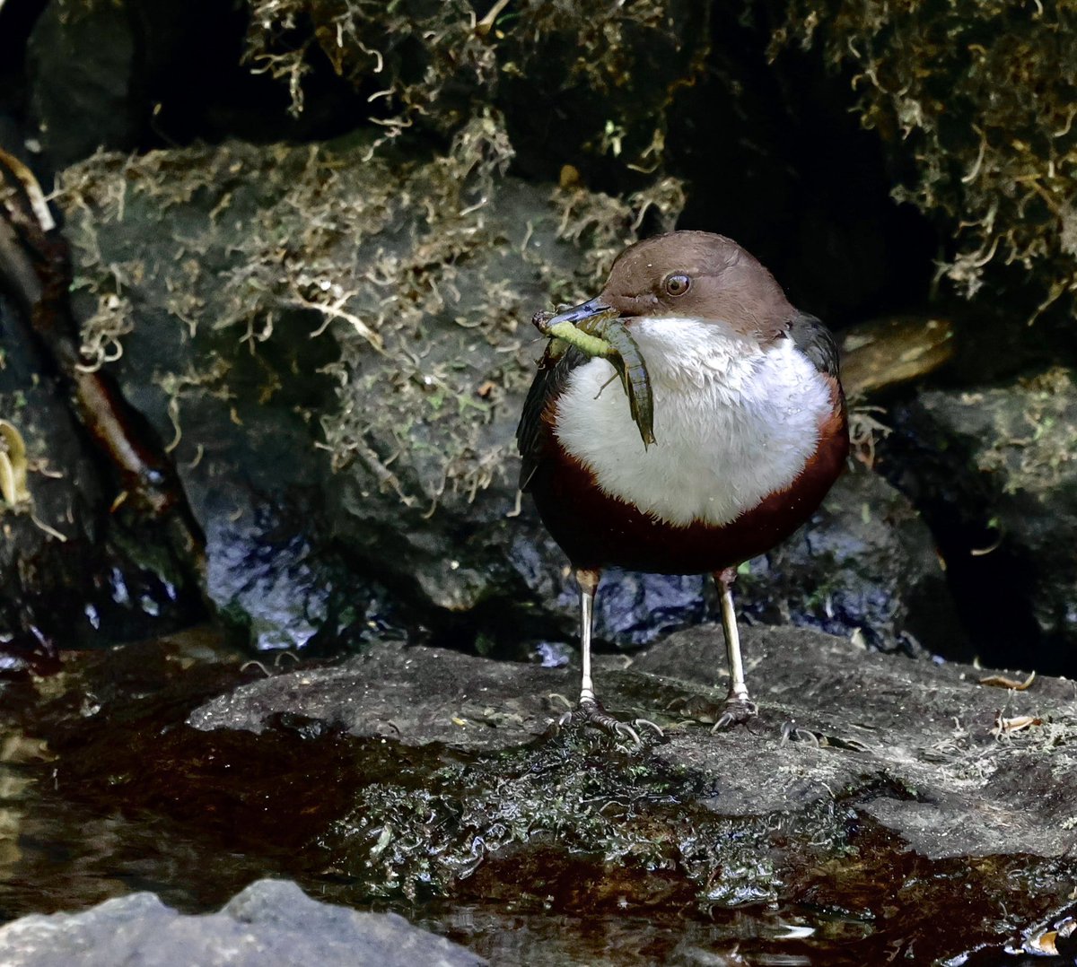 stevesando1's tweet image. First time I’ve checked in on my local Dippers this year. 
#birds #birding #Bodminmoor