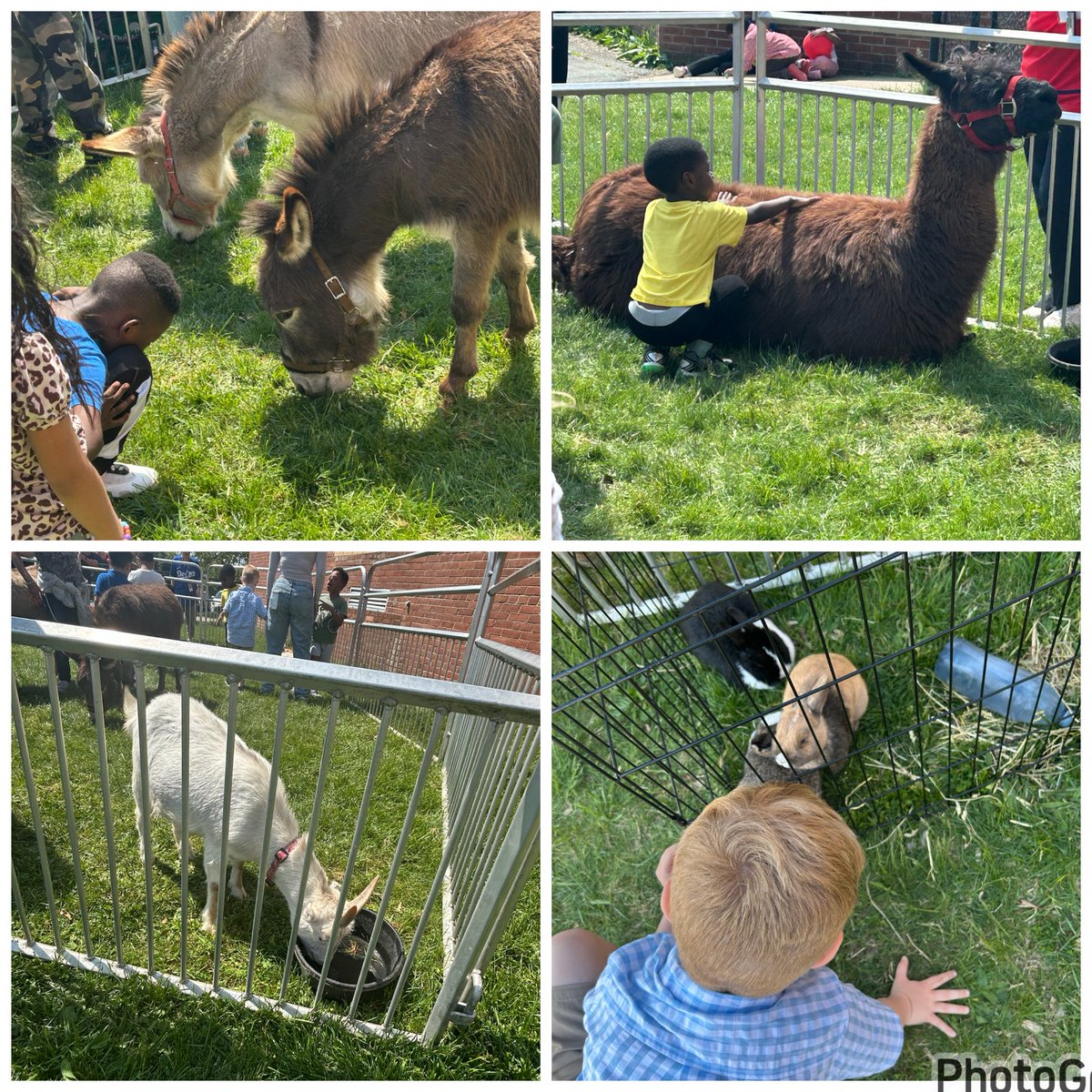 JacksonRdCSL's tweet photo. Not your average day at school thanks to @LeesburgZoo  🐐 🦙 🐰 @CSMCPS_Leader @velasquez_mcps @JacksonRoadAP https://t.co/8q5n3tYkLp