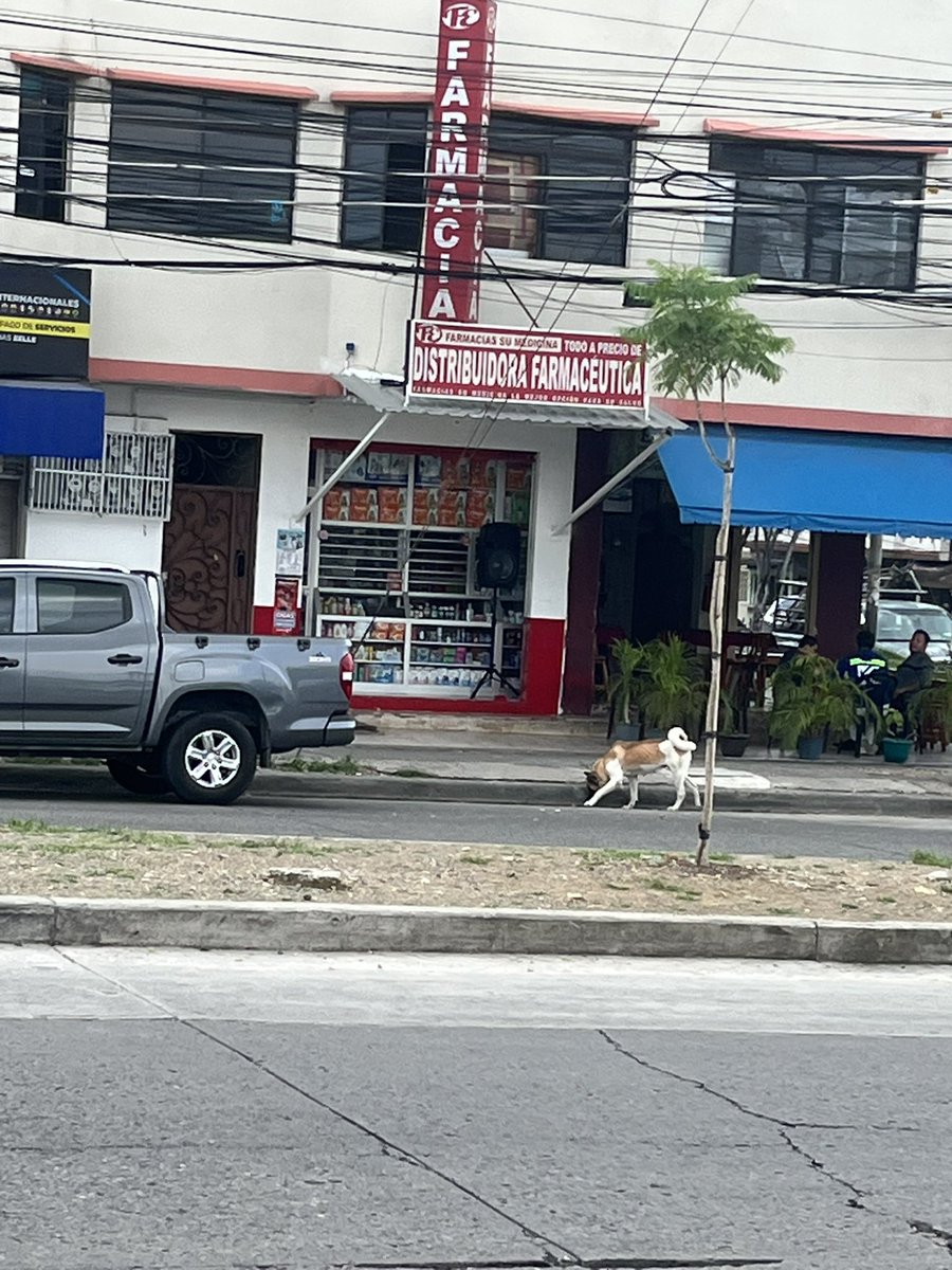 _nube2go's tweet photo. @RescateAnimalEC ayer como a las 11 de la mañana vi a este perrito cerca del riocentro norte, a la altura del tía de álamos. Parece que estuviera perdido. No me dejó acercar mucho. Pueden ayudarme compartiendo, por favor? Parece un Akita https://t.co/b7od71ewrZ