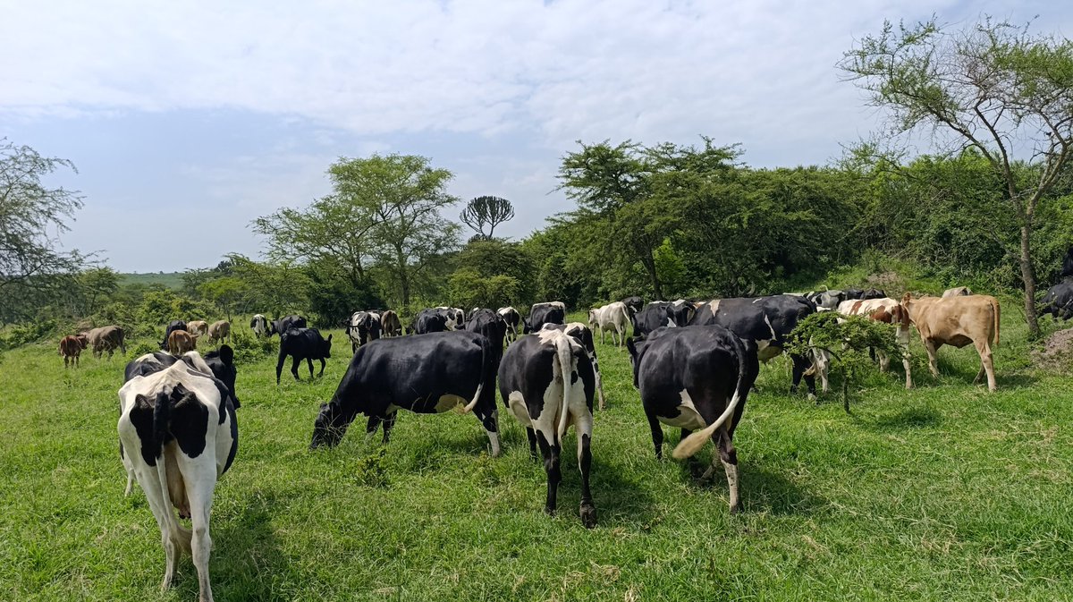 wa kanesa tweet media