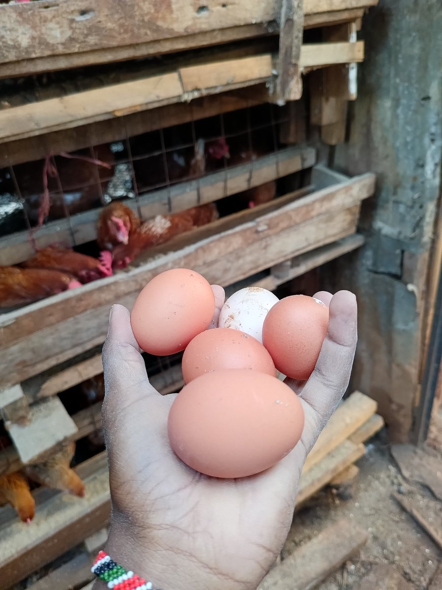 wa kanesa tweet media