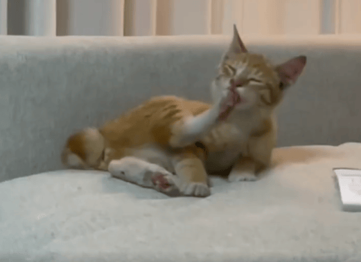 trollolo tweet media