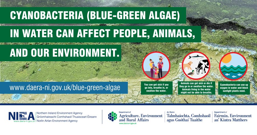 daera_ni's tweet photo. ⚠️If you suspect Blue-Green algae-Report suspected blooms:
📲On Bloomin Algae App-submitting photo of algae bloom https://t.co/wc1pH3xQyH 
📧emergency-pollution@daera-ni.gov.uk
 ☎️0800 80 70 60
🔗 More at: https://t.co/9x4OTGDwDm

@nidirect @belfastcc @DiscoverNI @EnvironmentNI https://t.co/u9efyFOV7N