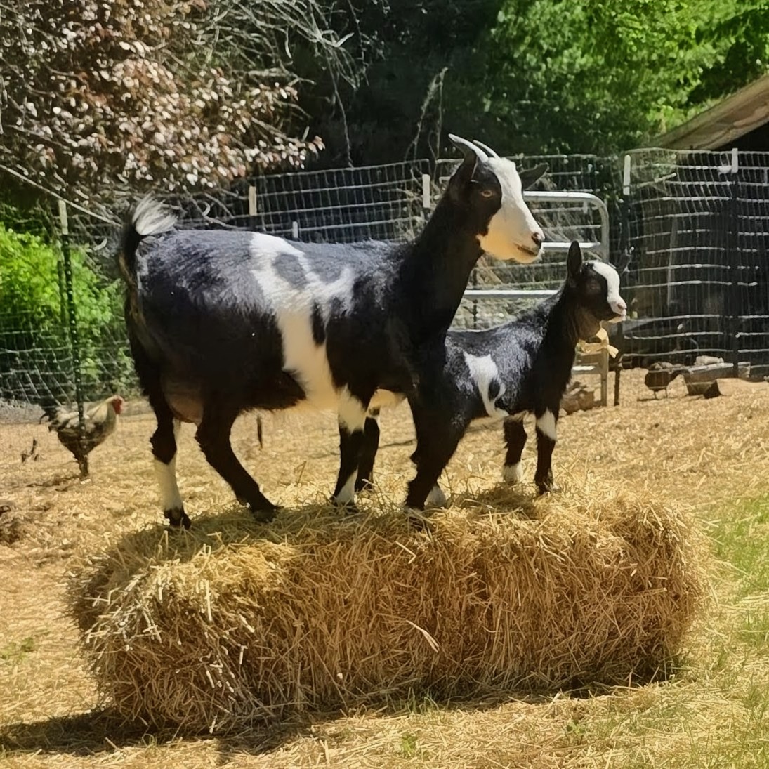 Chicken Mama (@ytchickenlady) on Twitter photo 