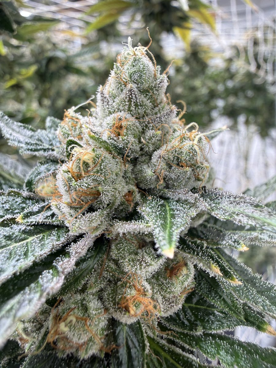 The Plant Stable tweet media