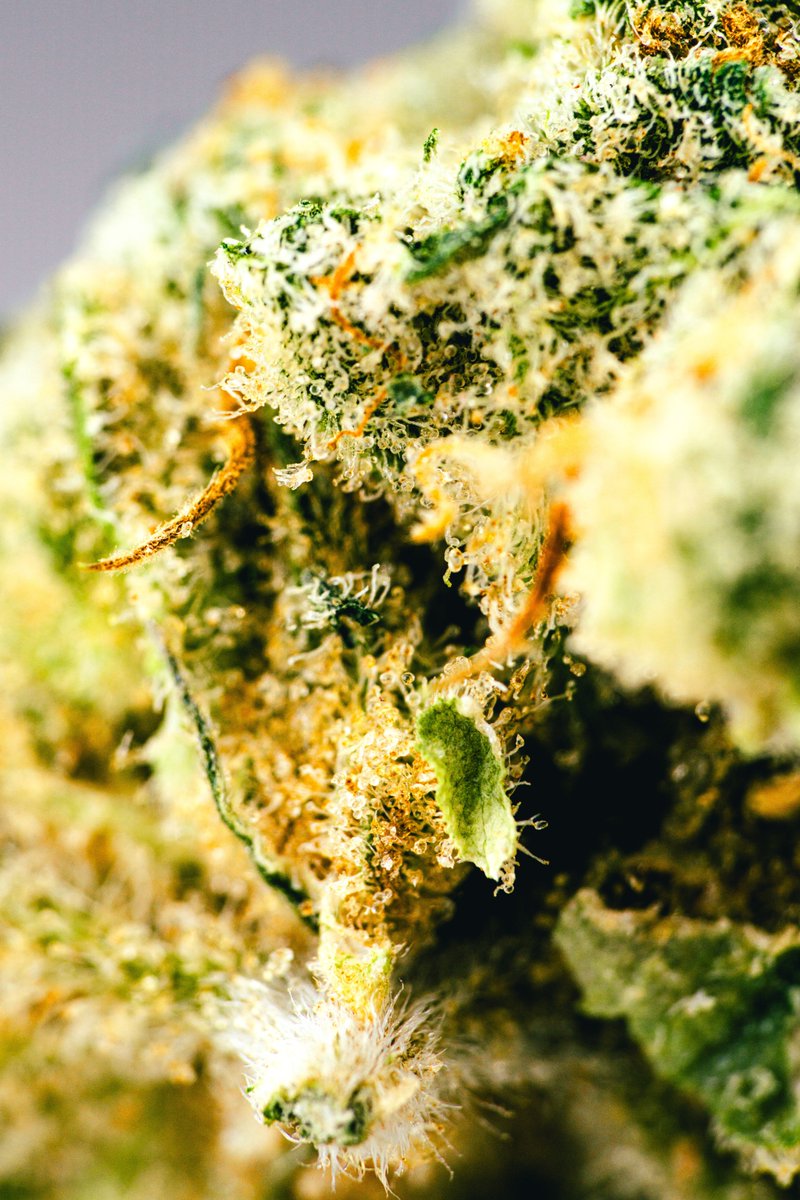 The_Dopest_Shop's tweet image. This Saba 11 from our Ronin X The Dopest collab is just stupid fire #indoor