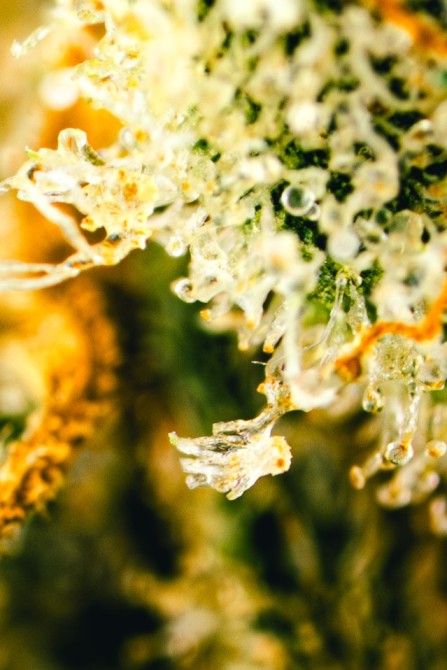 The_Dopest_Shop's tweet image. This Saba 11 from our Ronin X The Dopest collab is just stupid fire #indoor