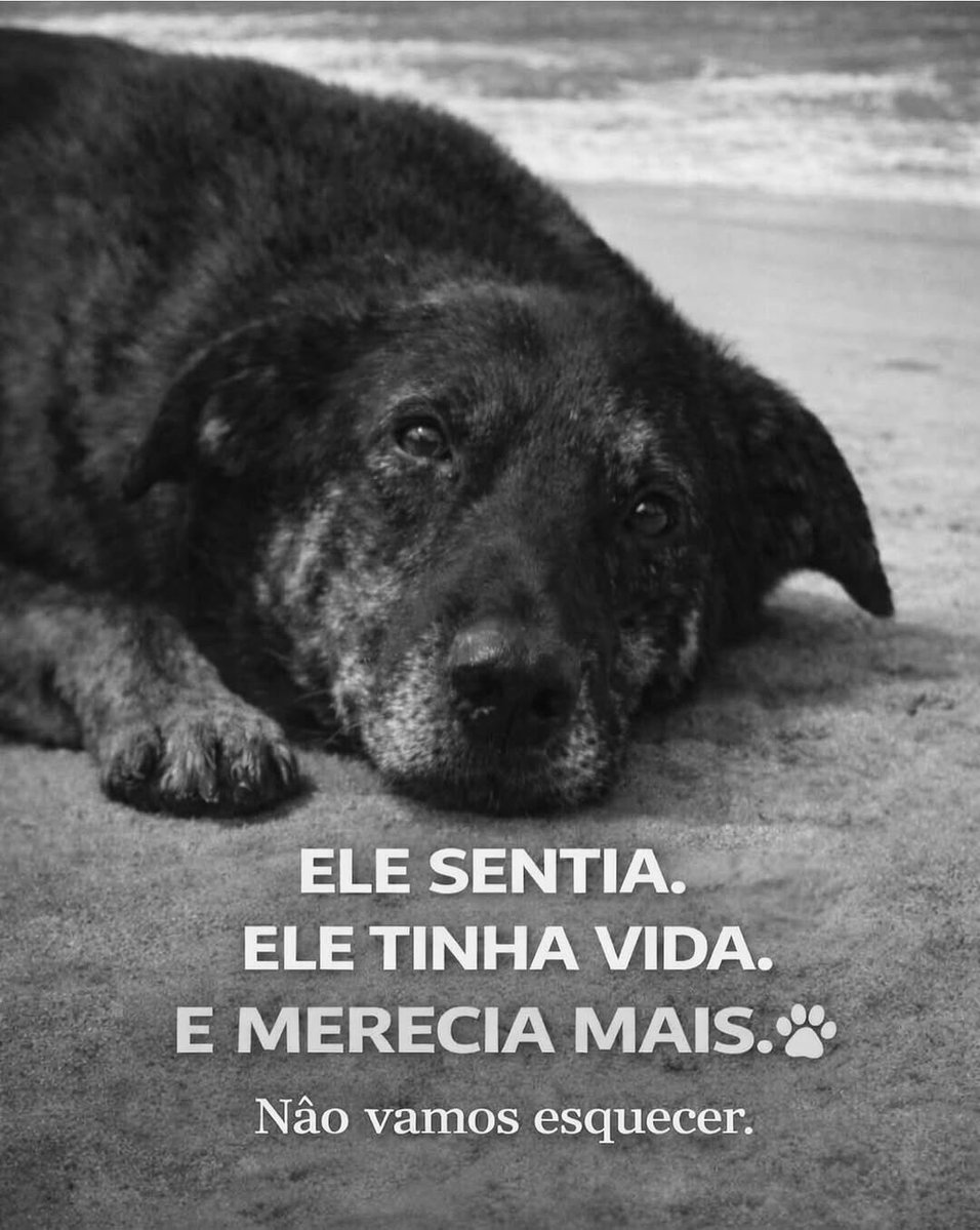 Isso não é só tristeza… é revolta.
Ele confiou, sentiu, viveu… e foi tratado como nada.
Até quando a crueldade vai falar mais alto que a compaixão?
Quem faz isso não merece silêncio — merece justiça. 🐾💔

#JustiçaPorOrelha