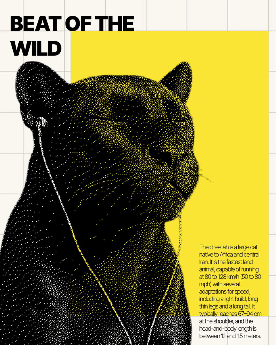 saini_dishy's tweet image. Newest poster drop: BEAT OF THE WILD. Merged stippling textures with heavy editorial vibes for this one. What do you think of the yellow? ⚡️

#GraphicDesign #PosterDesign #Cheetah #WildlifeArt