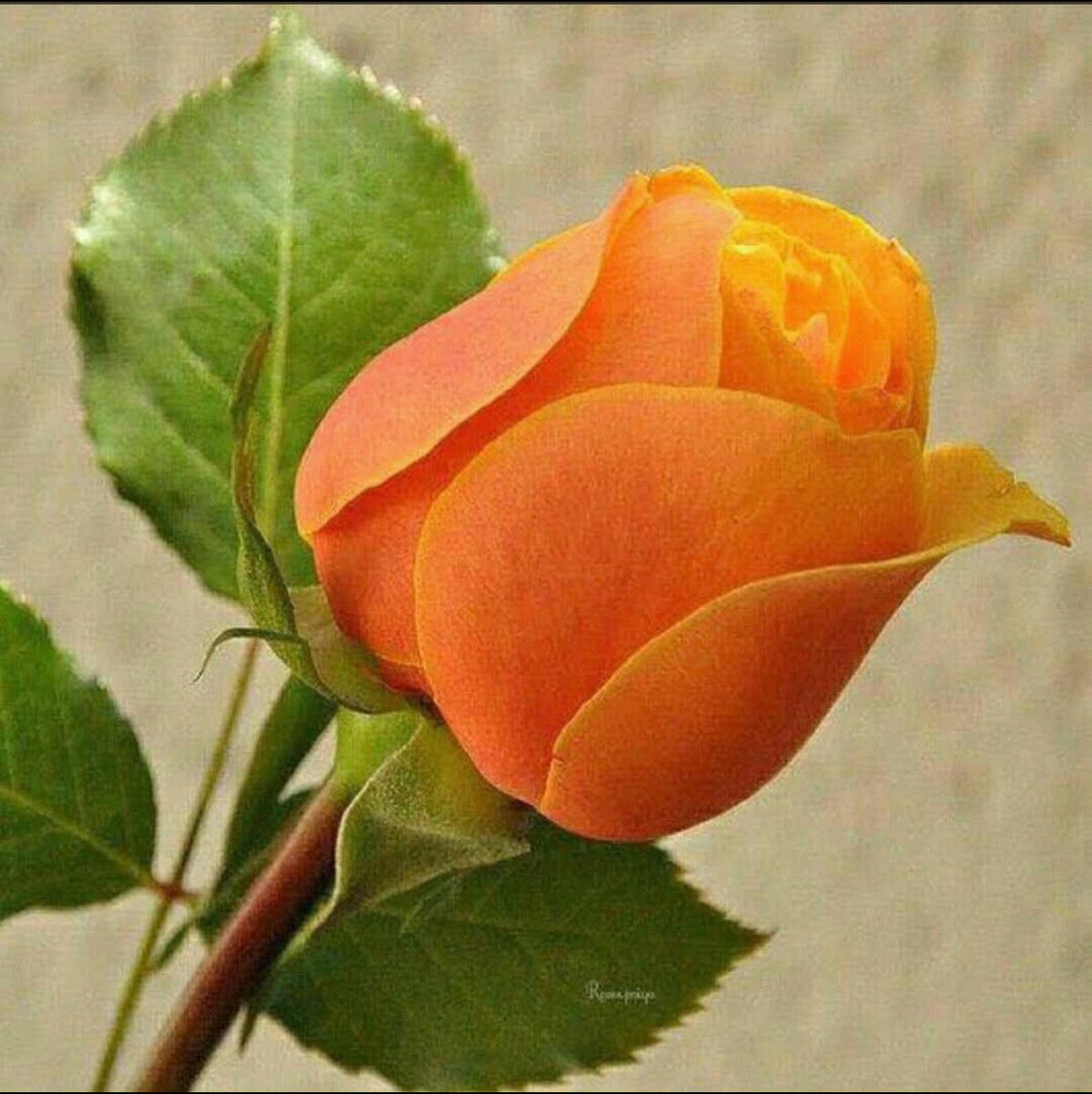 ابو سفيان tweet media