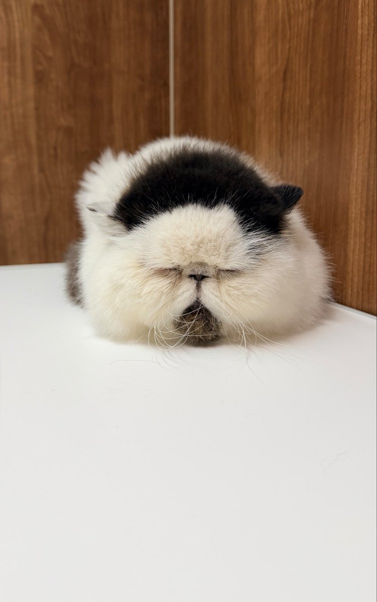 pechanko_bocco (@pechanko_bocco) / Posts / X