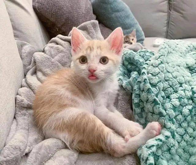 david soto tweet media