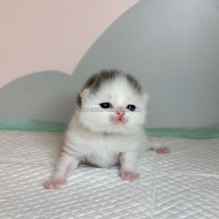 Posts Of Kittens🐾 tweet media
