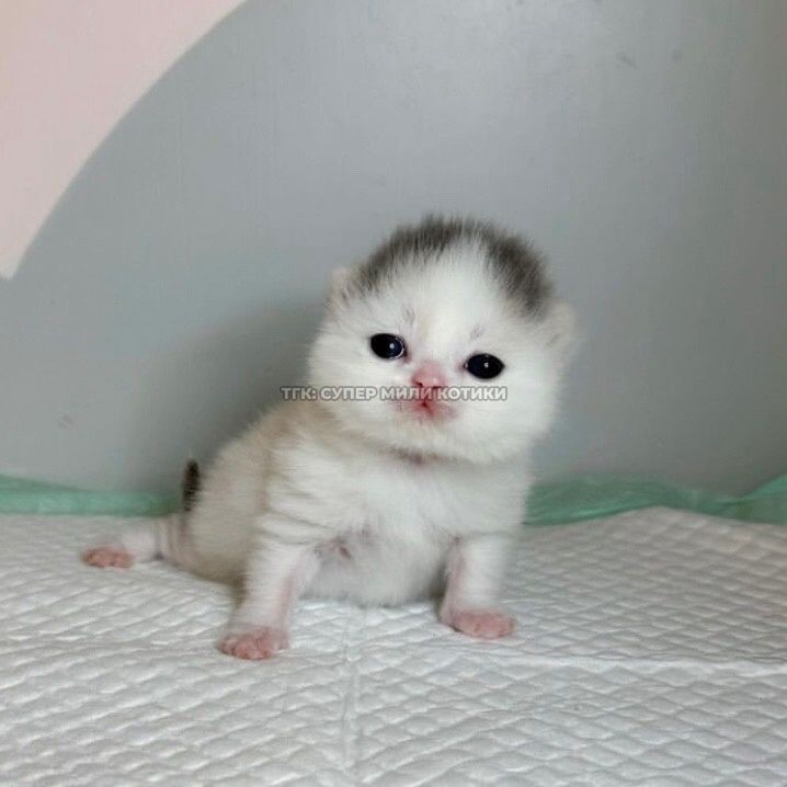 Posts Of Kittens🐾 tweet media