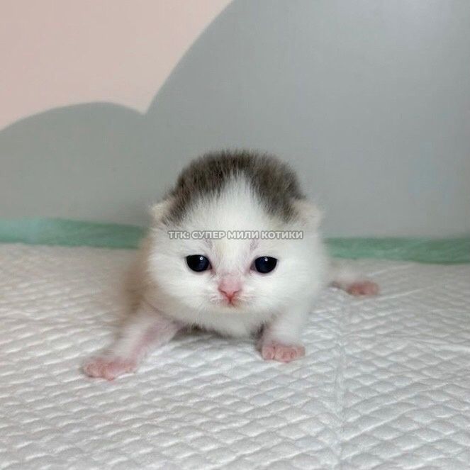 Posts Of Kittens🐾 tweet media