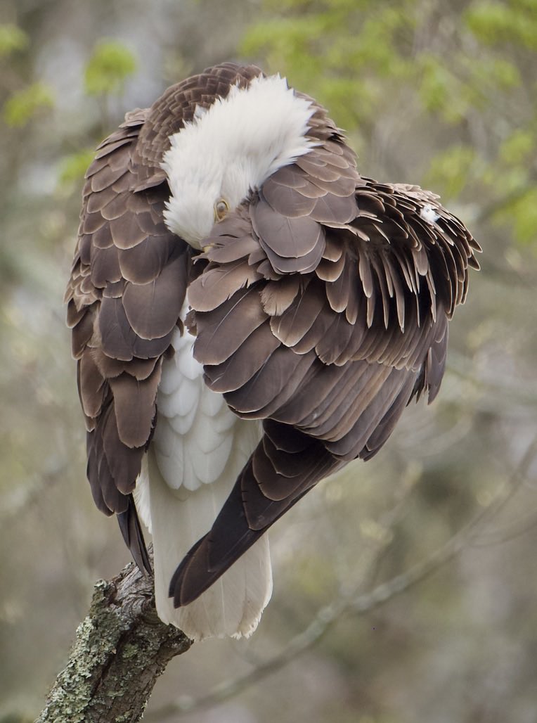 RoppityPhotos's tweet image. A privilege to view these amazing birds at such close range.  #BaldEagle #Eagles #Wildlife #WildlifePhotography