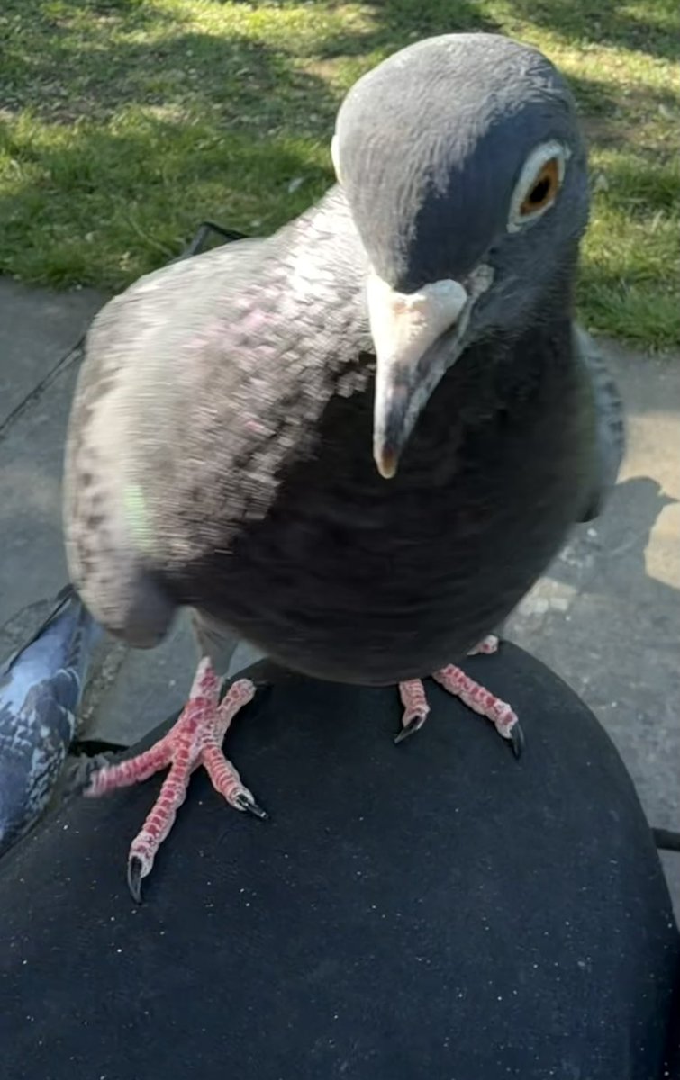 BromptonBunch's tweet image. Sylvia joined me late in the afternoon. It was a lovely surprise #Pigeons