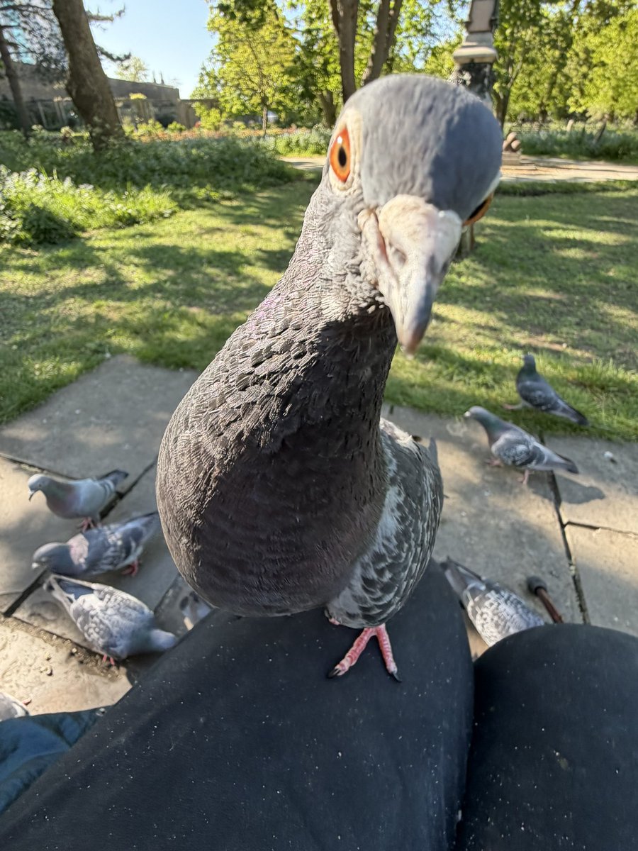 BromptonBunch's tweet image. Sylvia joined me late in the afternoon. It was a lovely surprise #Pigeons
