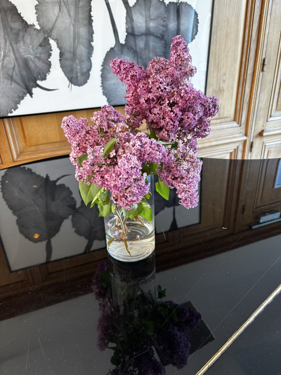 crane_uc's tweet photo. フランス本場のライラック💐 https://t.co/9o5gFE3pa2