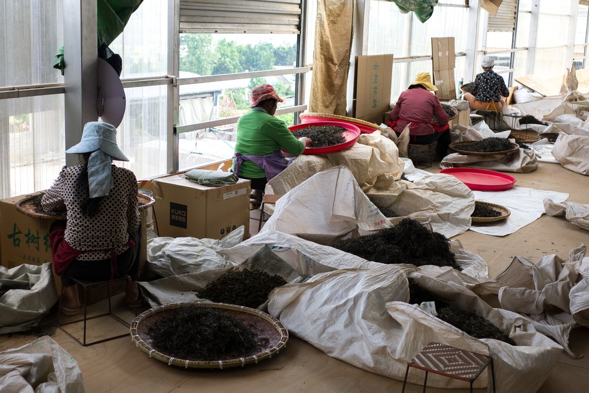 お茶の専門店HOJO tweet media