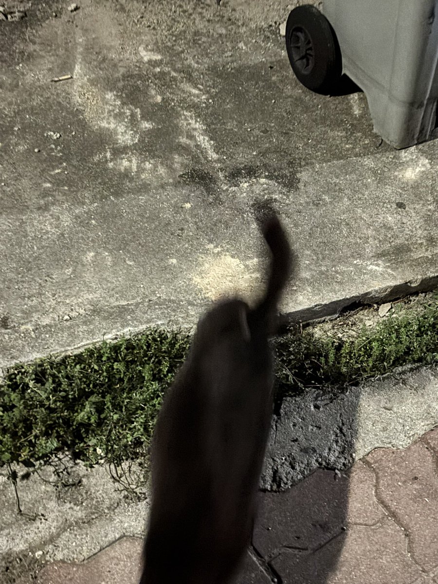 고냥/ᐠ - ̫ -マ tweet media