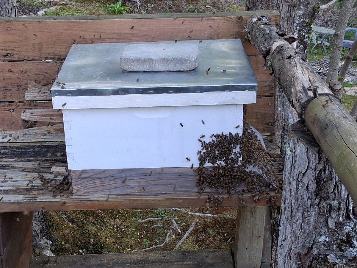 PerfectBee's tweet photo. Swarm season is here 🐝

After losing her hives this winter, Ana set out swarm traps… and what happened next was unforgettable.

Plus: tips to attract swarms &amp; a new how-to video 🎥

Read more: https://t.co/L1ijkR4H2e https://t.co/Bu8Pmkjc99