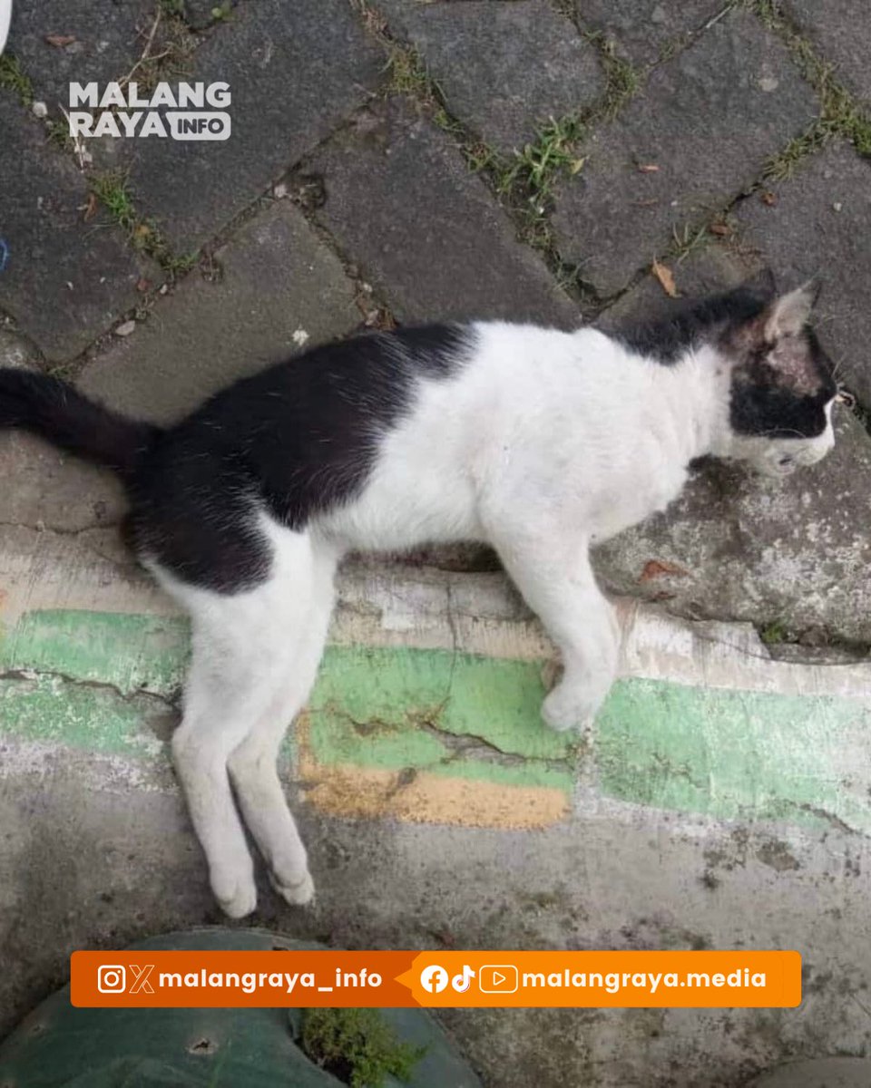 Malang Raya Info tweet media