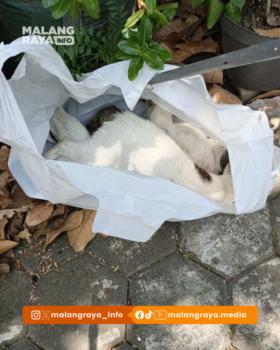 Malang Raya Info tweet media