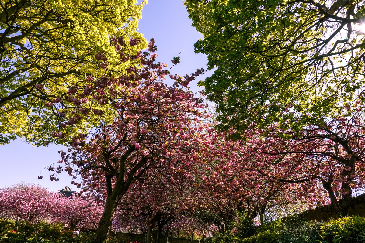 PhotoGoku's tweet photo. #starbankpark #sakura #cherryblossom #edinphoto https://t.co/KYI8eaOVpw