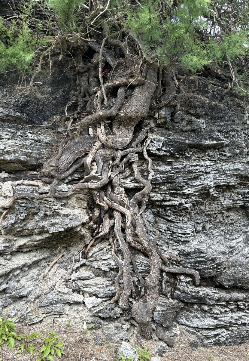 Curious roots...