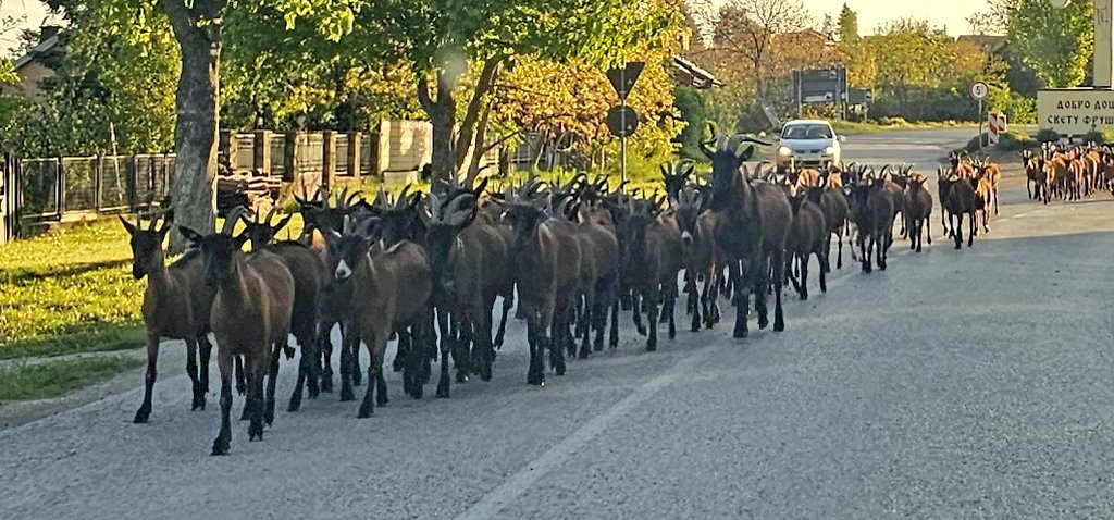 LaSangoma tweet media