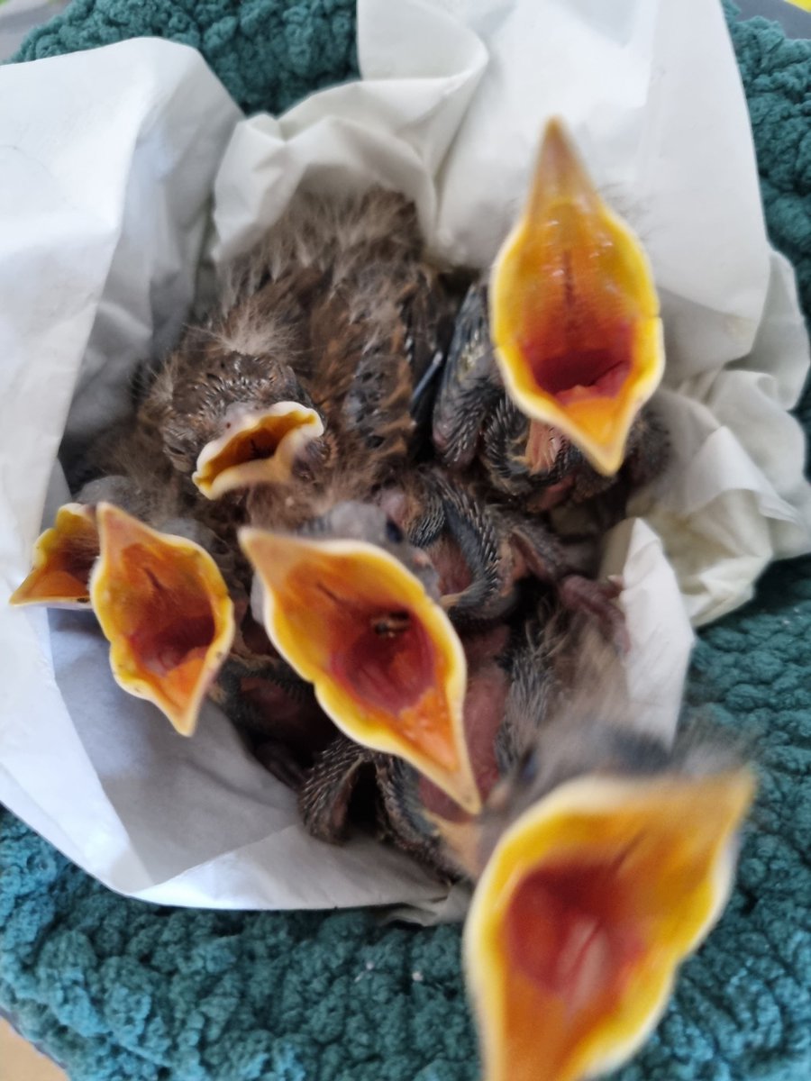 Viechertante tweet media