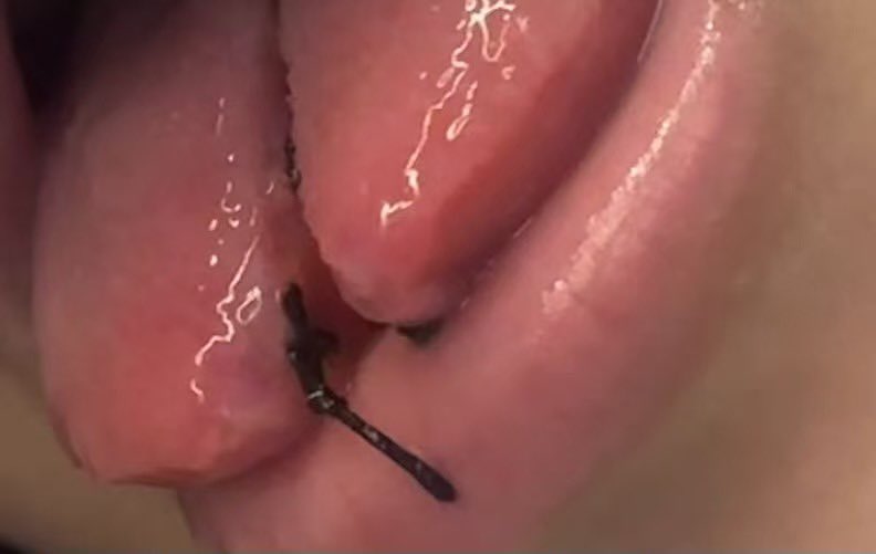 白酱Shiro tweet media