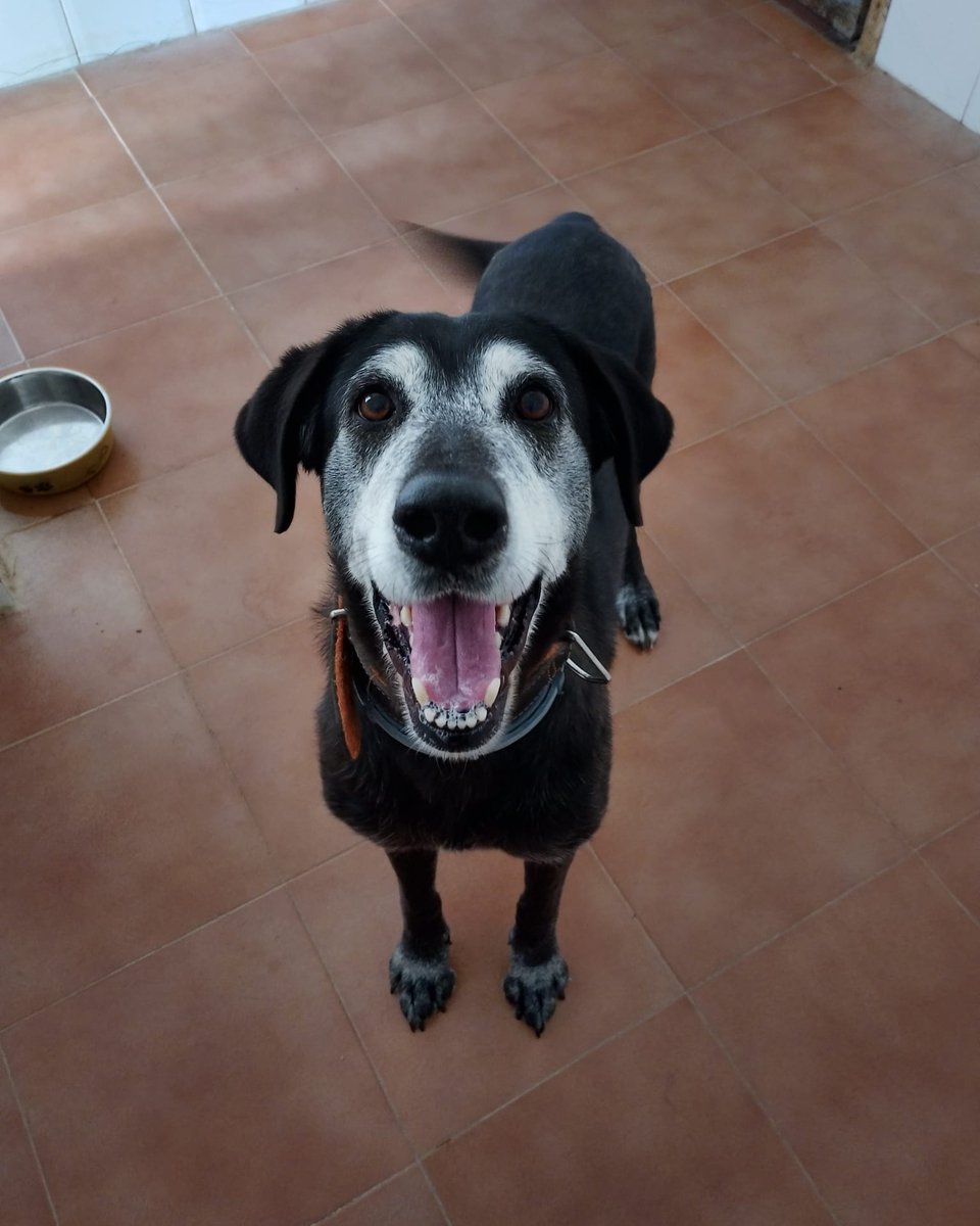 SOS Abuelos tweet media