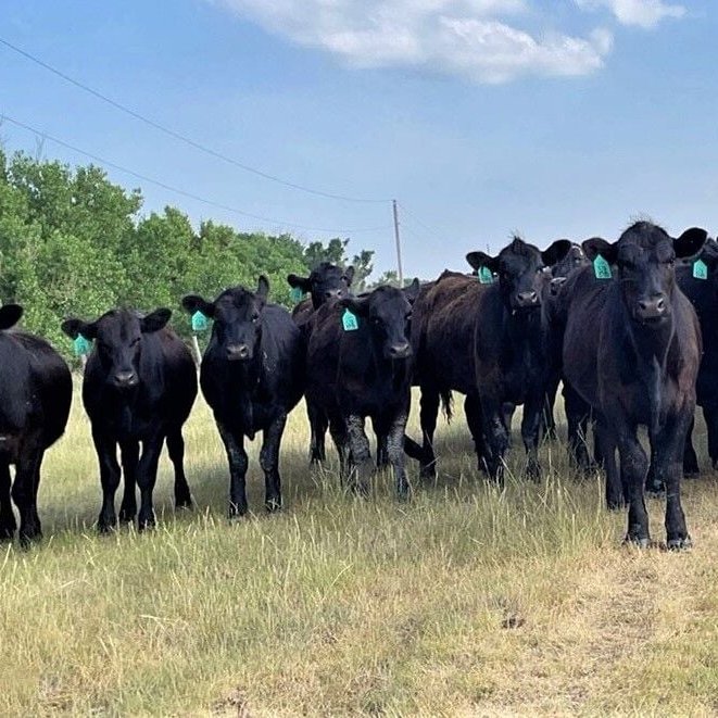 feedlotmagazine's tweet image. Additional #gain in #pasture based backgrounding systems increased #ribeye area where additional gain in #feedlot backgrounding systems reduced ribeye area.

feedlotmagazine.com/news/stocker_s…