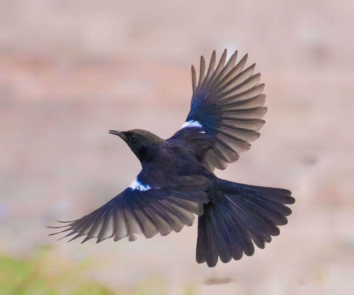 pragnani's tweet image. Indian Robin

Ameenpur Lake

April 2026

#IndiAves
#AmeenpurBHS
#Hyderabad